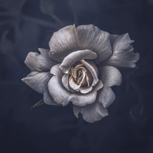  چیکه چیکه باتو میکوبی تو چه هات