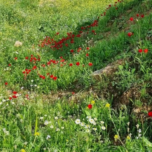 رشید رضایی دوپامین
