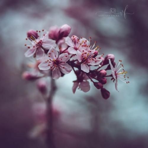 کل هفته رو فک میکردی تو به رفتن گلای سبز