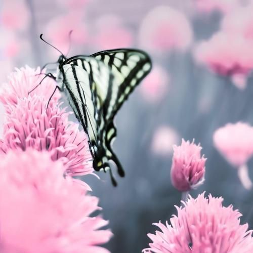  من بین نگفتن و گفتن حرفای دلم گیر کردم