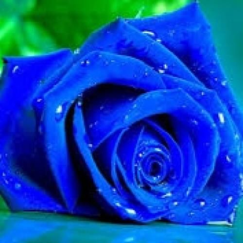 گلی تو مال منی قانونا من کنار تو ارومم