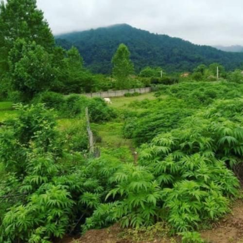  نسخشو میپیچم هرکی سمت تو بیاد