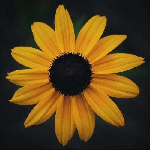  ندونسته دلمو به غریبه سپردم با صدای زن اینستایی
