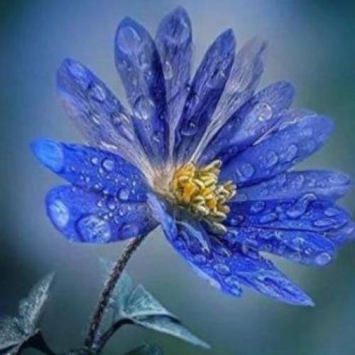اجرای آهنگ معین توسط راغب در کنسرت نجف آباد