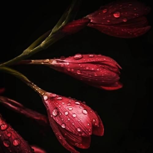  سفید ابو مودون سیات کارت ابوت افسوس و آه