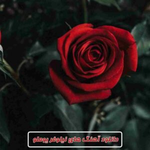 آهنگ های نیلوفر یوملو