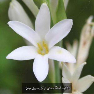 آهنگ های ترکی سیبل جان