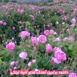 دانلود برترین آهنگ های آلینا تیلکی - Aleyna Tilki