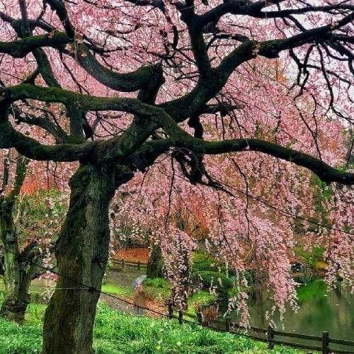 چطوری تورو وقتی تنت به تن یکی دیگه با صدای زن