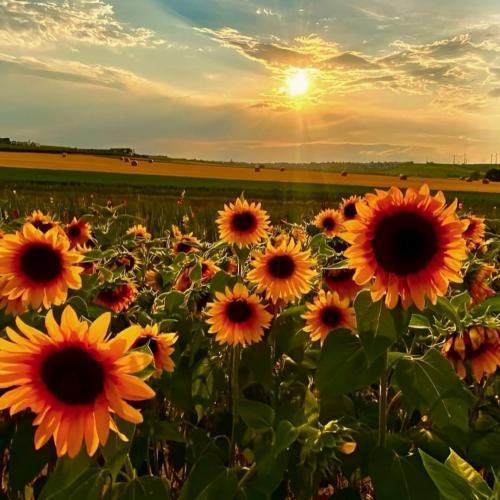  خودم میرم عکسم ولی تو قابه
