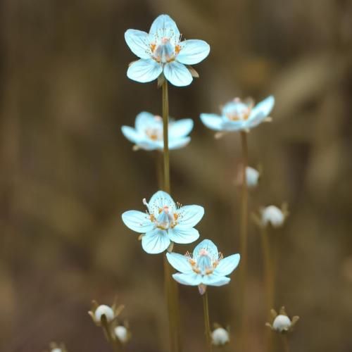  دل از من دلبری از تو سر از من با صدای زن