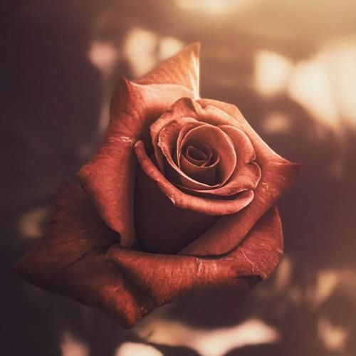  من نغمه ی بادم خورشیدم آزادم با صدای زن
