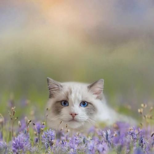  قدم قدم ری کی ولای بچه خوشگل وجای مه نای