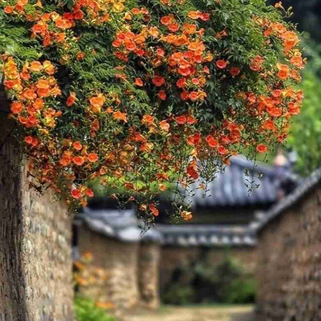  جفی هم نشسته بغلم بزنیم زیر گل دو رگه