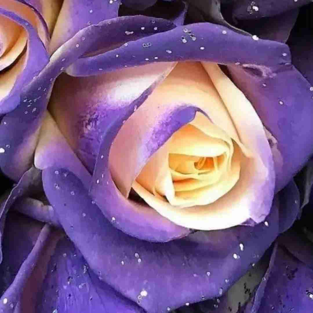 از این زندگی سهمم شده من فقط ای کاش