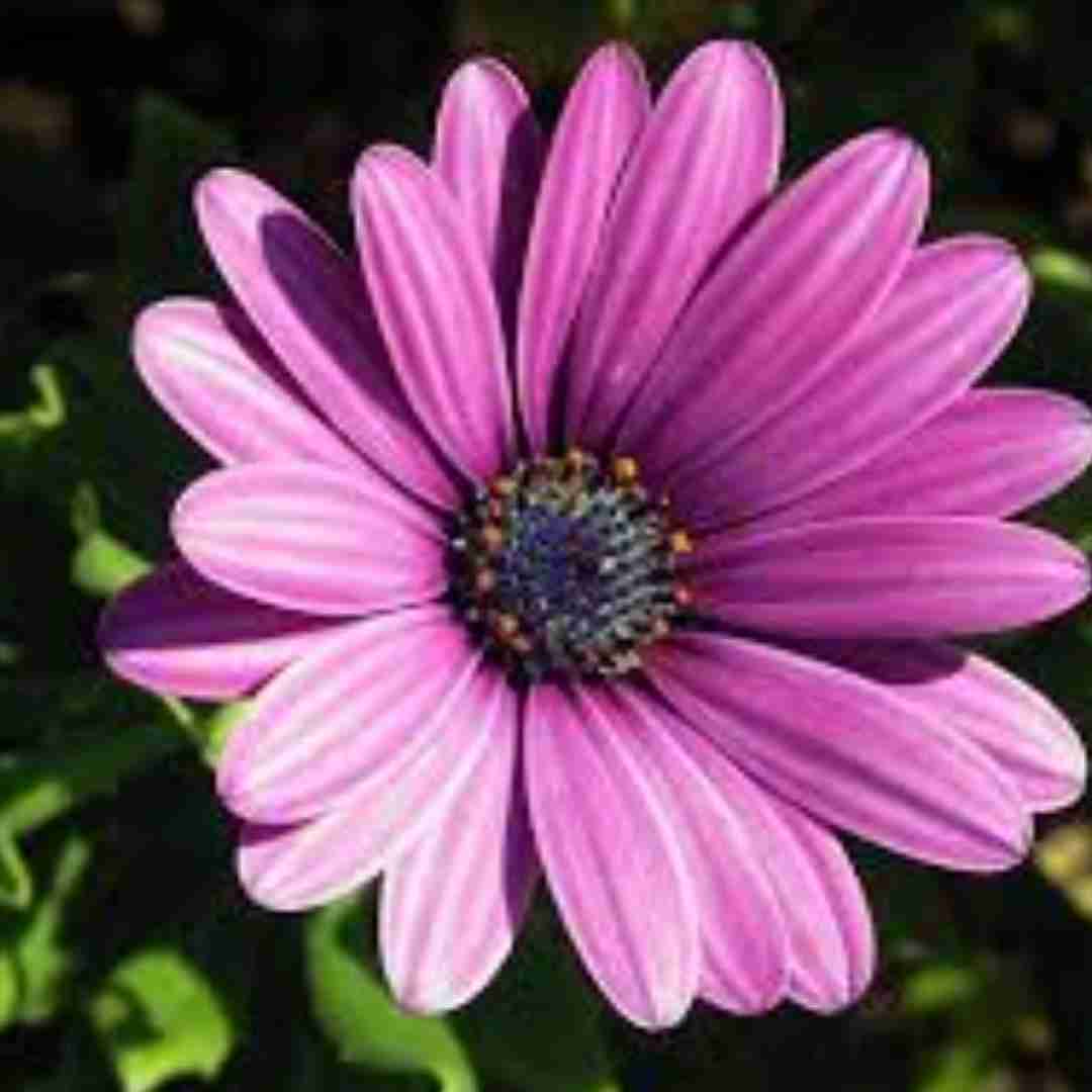 ژینا سقزی بە جیم مەهیلە