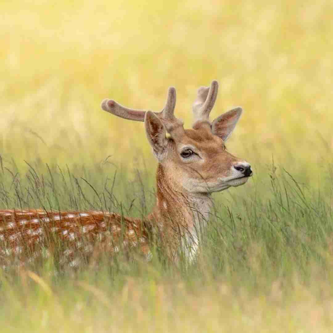  نمیشدم دلیل موی سفید بابا ‌کاش