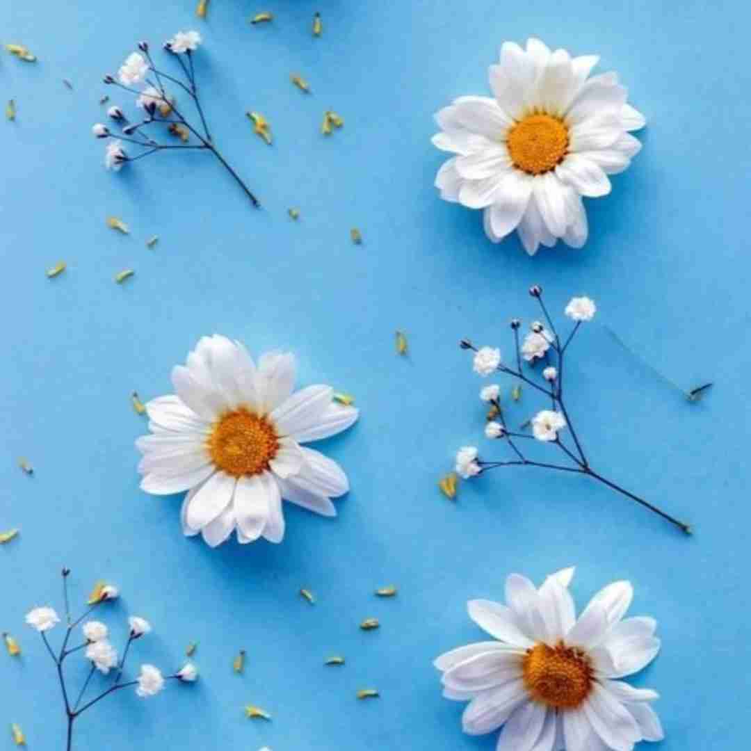 موهات میریزه رو کمر فر ریز
