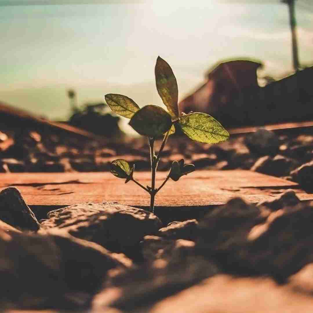 یه روز یه قاصدک تو هوا میزد پرسه
