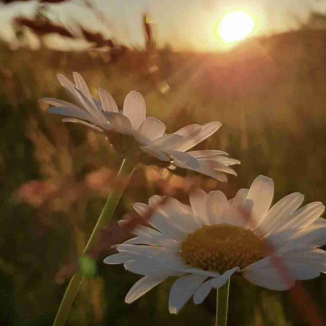 هیترا میگن فالشم خوبم هر جوری باشم