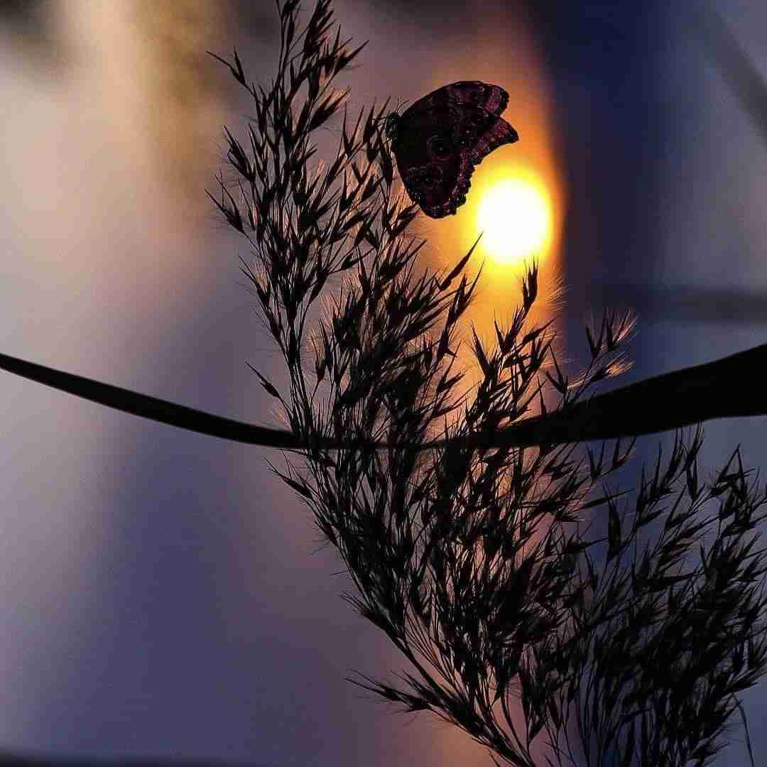  پرنده ی آبی من از خونمون پرید