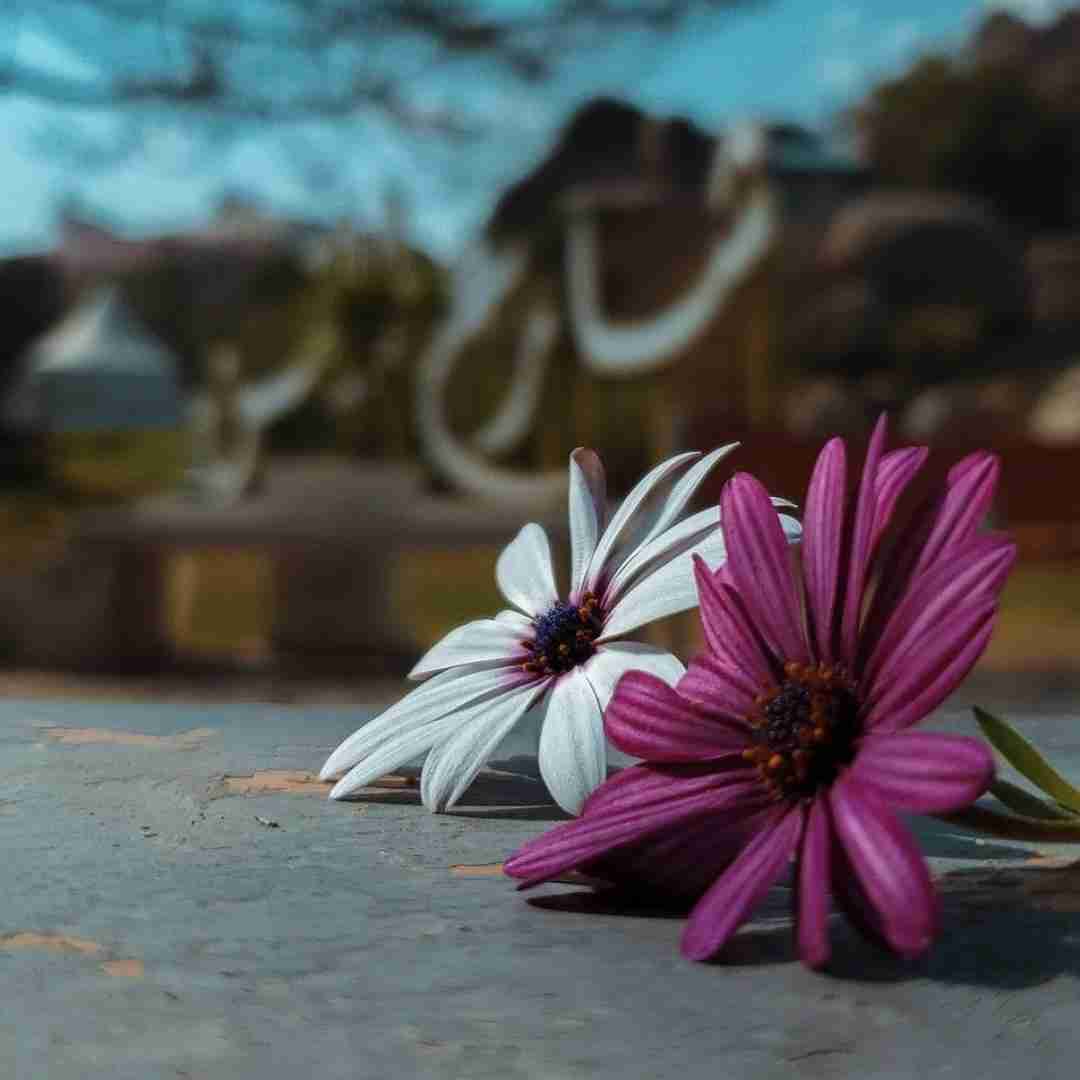  یا یا یا یادم رفت حسامو دادم رفت