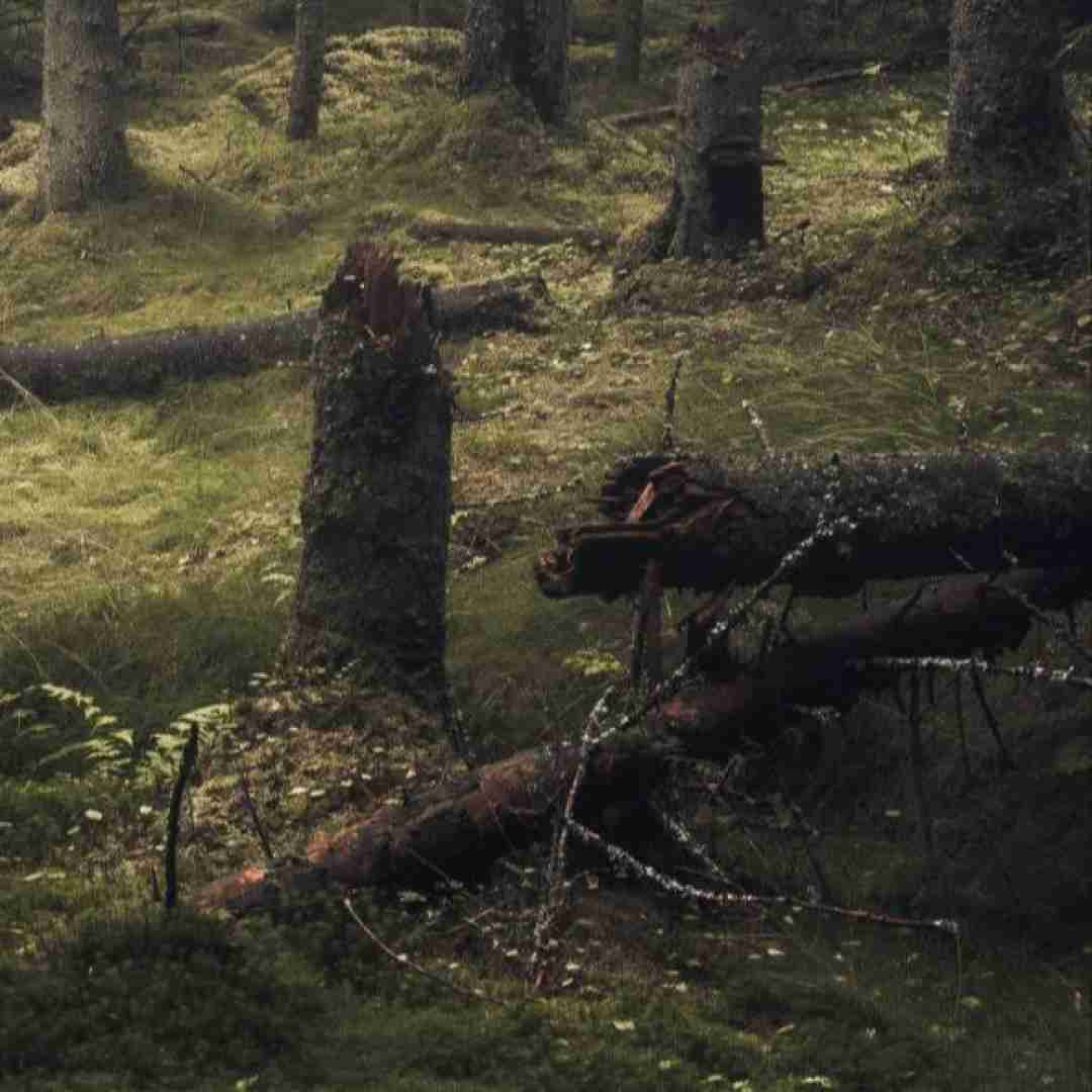 سیمگه اونوموز یاز