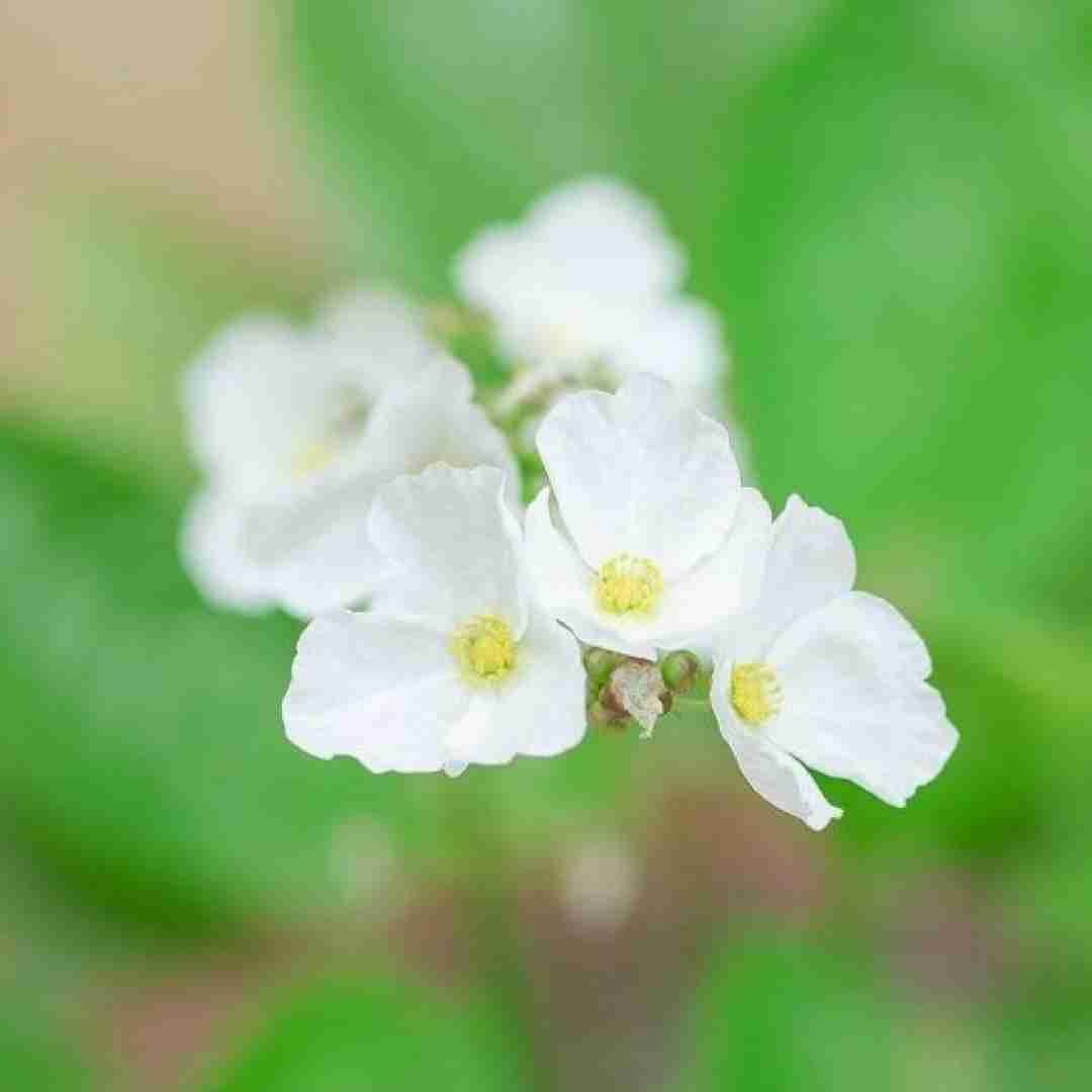  اوکی میکوبیم کوبا اوکی تور اروپا اوکی مهم نی روزا