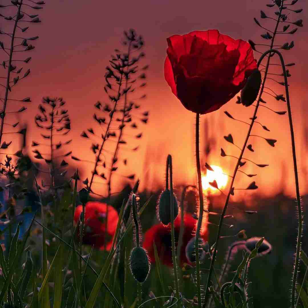  دست خودم نیست تورو دوست دارم زیادی