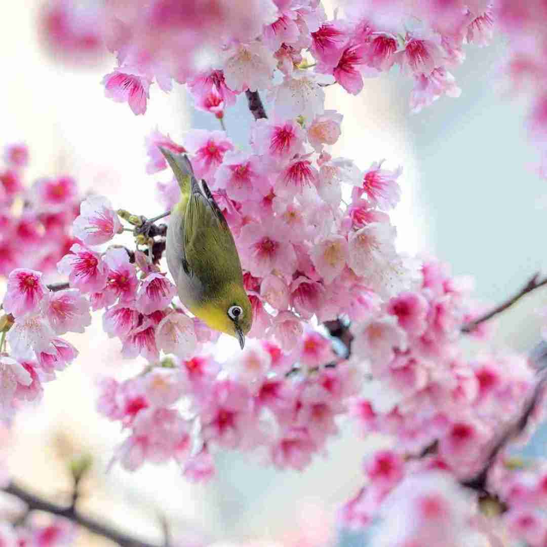 پریشب تکست دادی های میس یو بادی