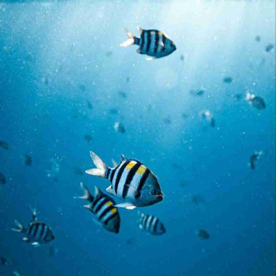  الان یه سال و یه ماه و یه روزه دلتنگتم با صدای زن
