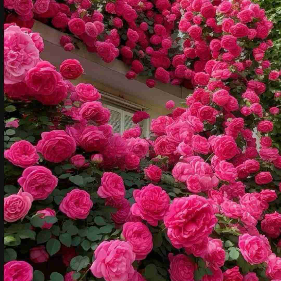 نه نای موندن هست نه پای رفتن نه چیزی دیگه (ترند اینستایی)