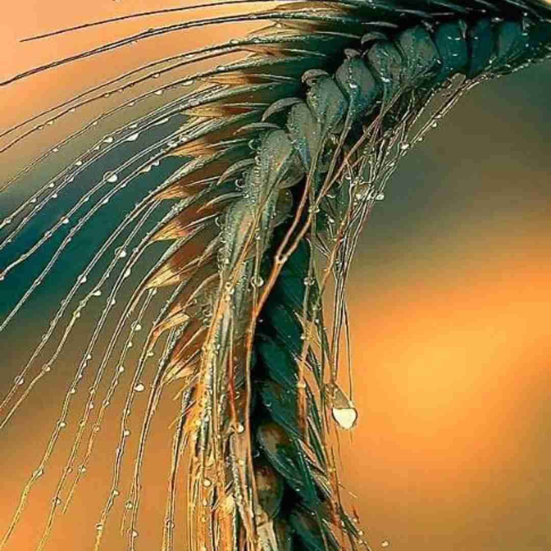  ده مگری مگری ملول گیان با صدای زن اینستایی