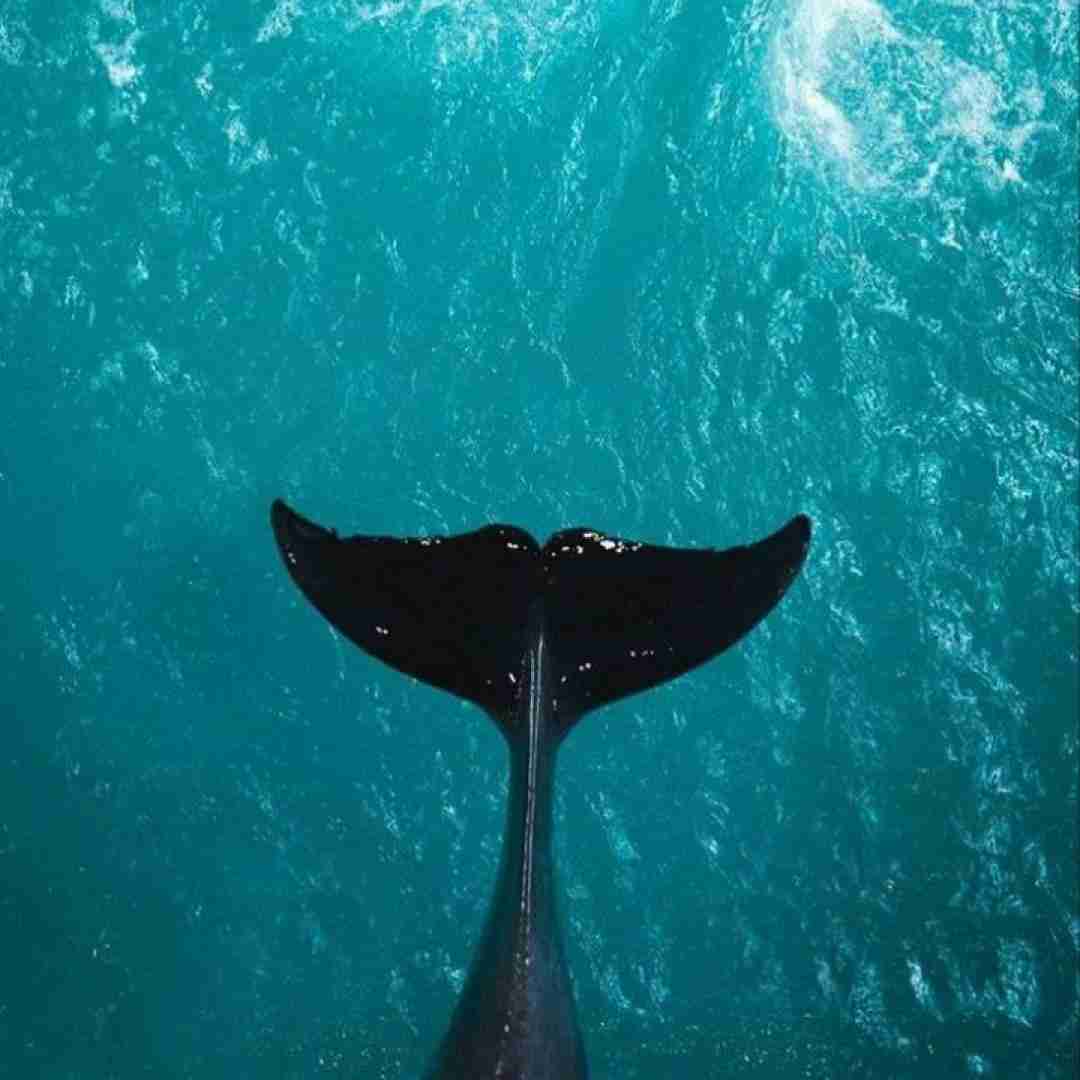  درسته با منی اما به این نبودنت نیازارم با صدای زن