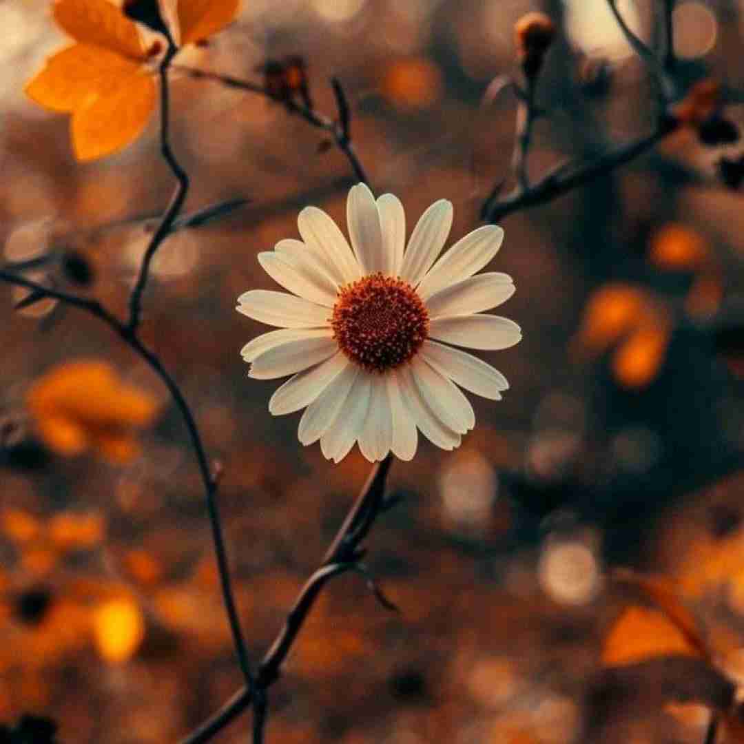  ببار چشم من ببین چه سیرم ازت با صدای پسر اینستایی با پیانو