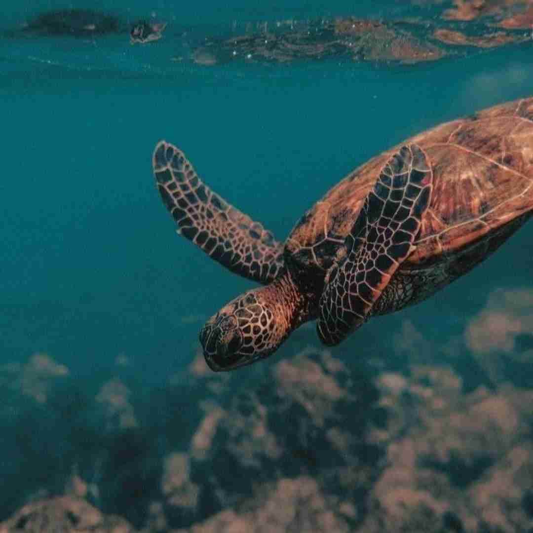  محبوب قلبم با من چه کردی هرشو مرا گرفتاره با صدای پسر