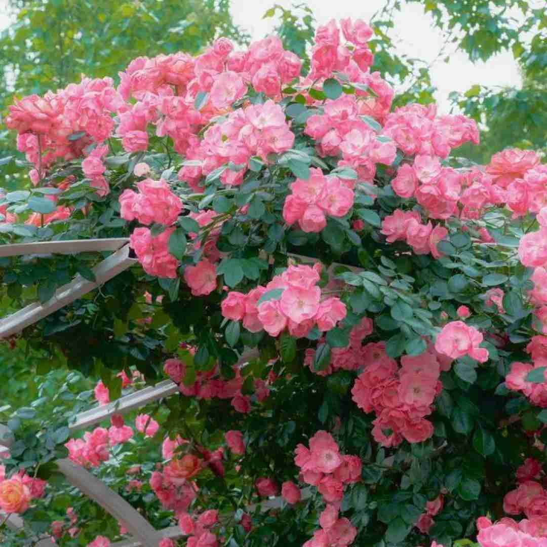 داغ عشق تو سیگاریم کرد نفس با صدای دختر اینستایی