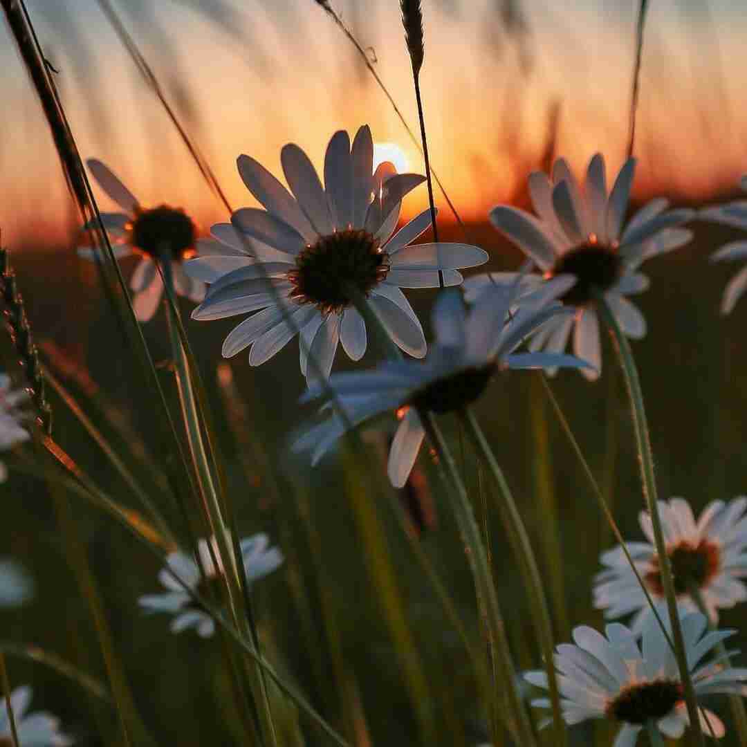  بگذر ز من ای آشنا چون از تو من با صدای دختر اینستایی