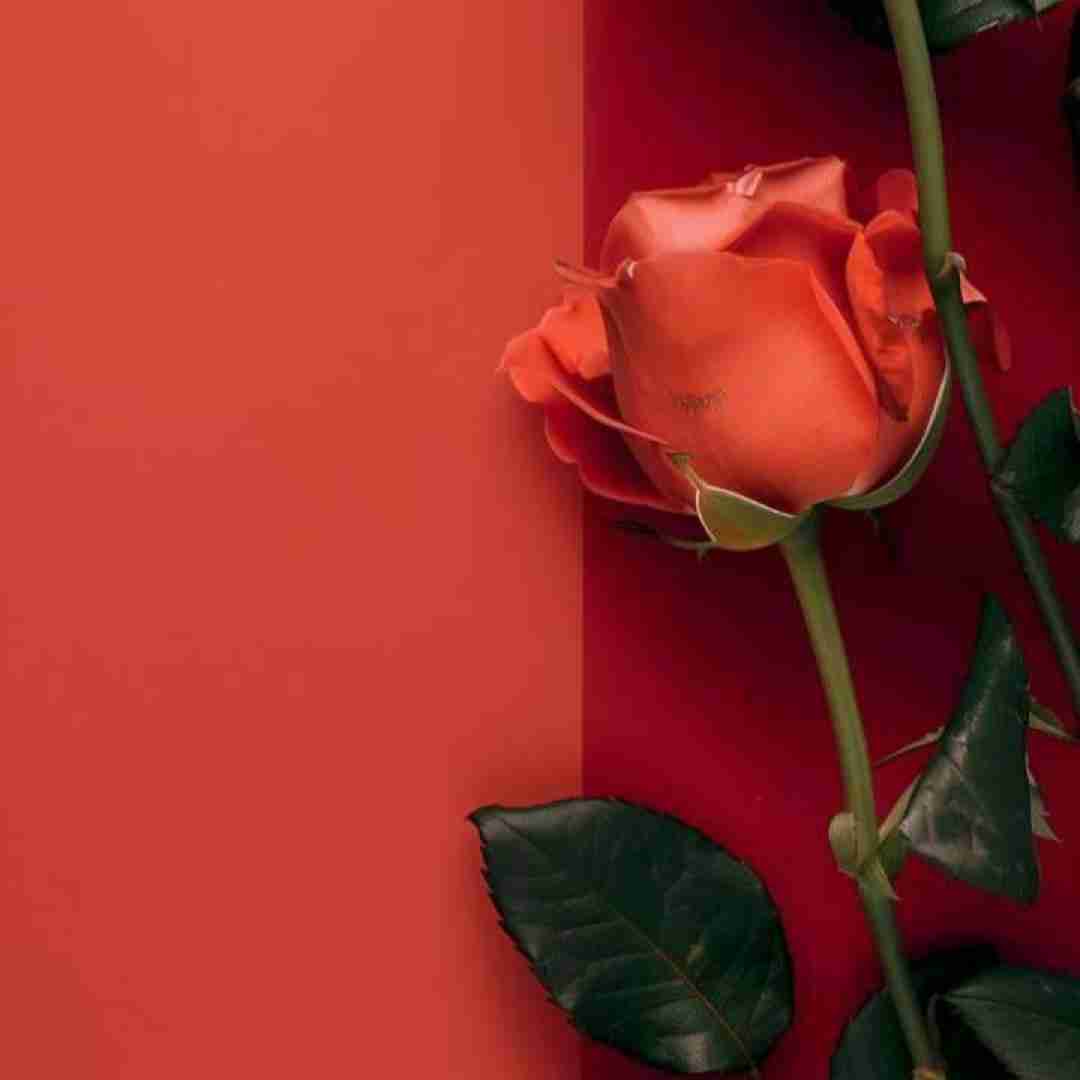درو دیوار میندازه تورو یاد من تو که رفتی با صدای زن (هوش مصنوعی)