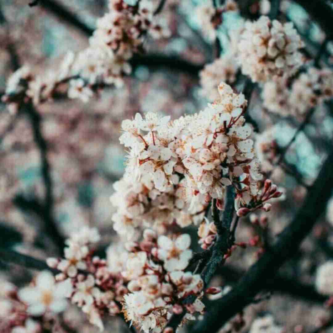 قلبم کو قلبم نی دستت بود با صدای دختر اینستایی