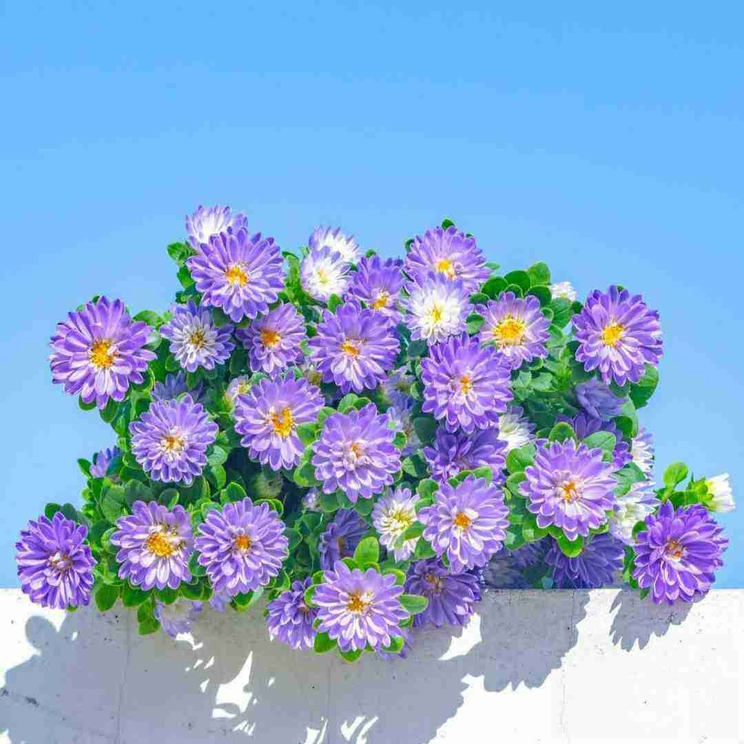  شدم اهل نا اهلی بسته بسته کدئین خوردمو (میکس اینستایی)