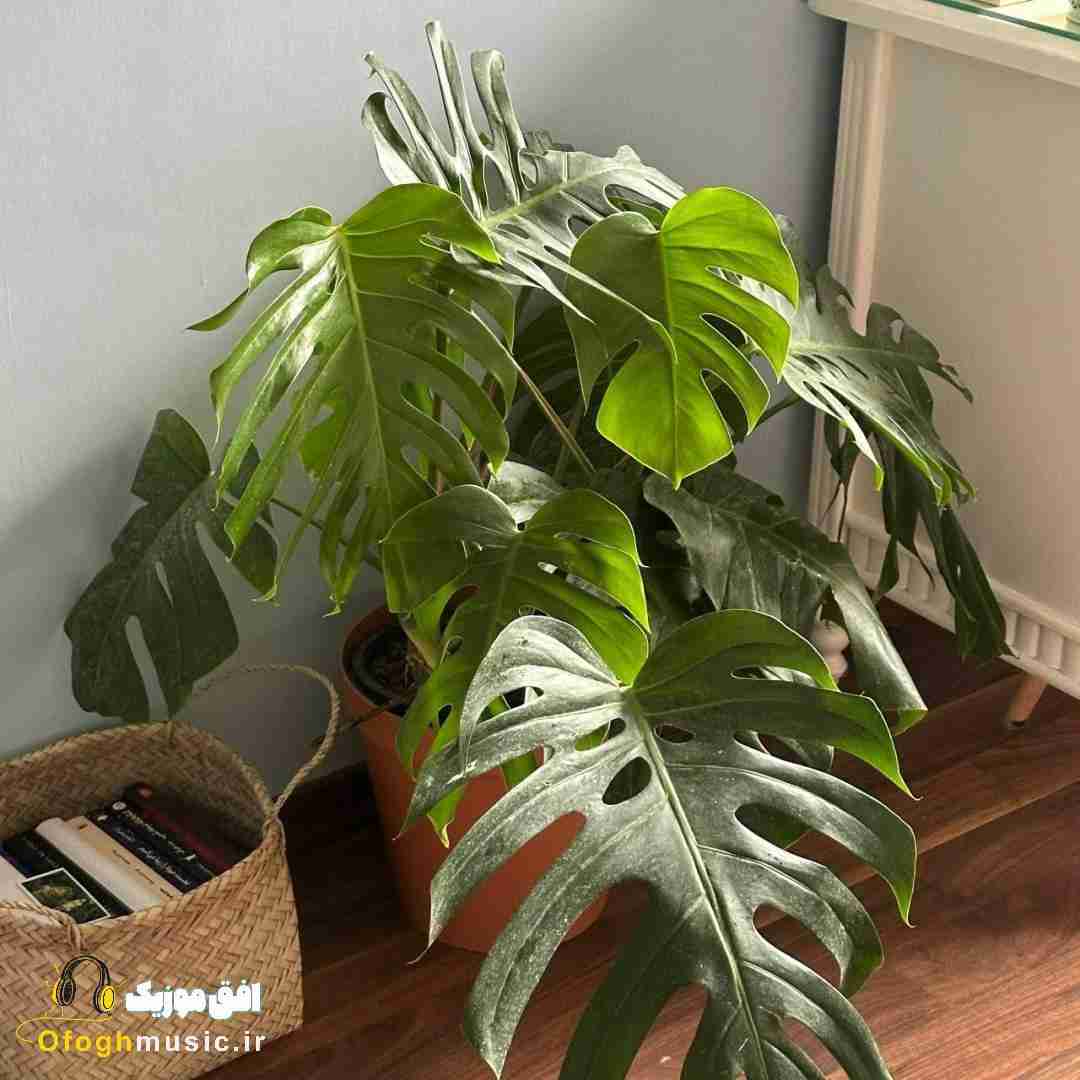 تنظیمات همه دنده ی چپ منو ببخش (ترند اینستایی)