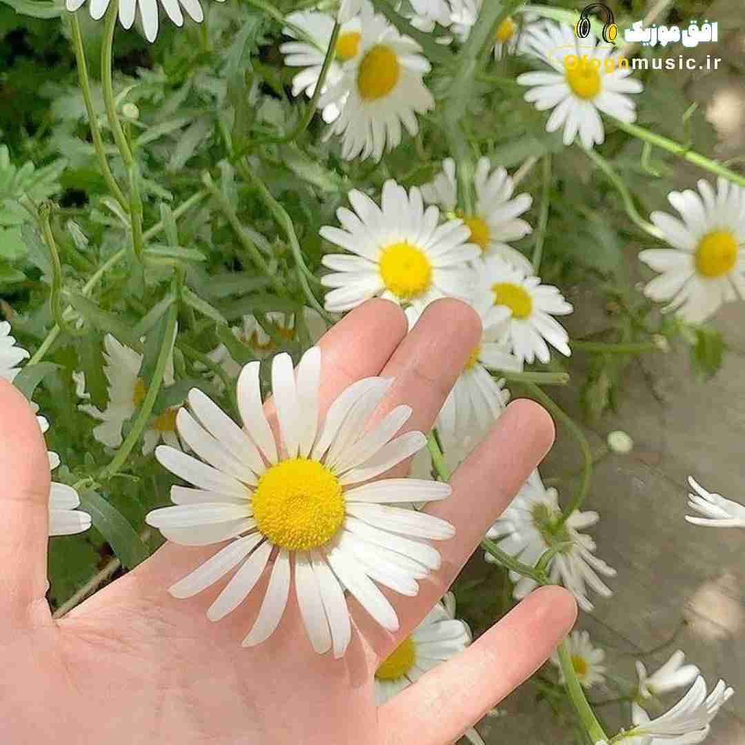  از آسمون میاد یه دسته حوری همشون کاکل پسر (میکس اینستایی)