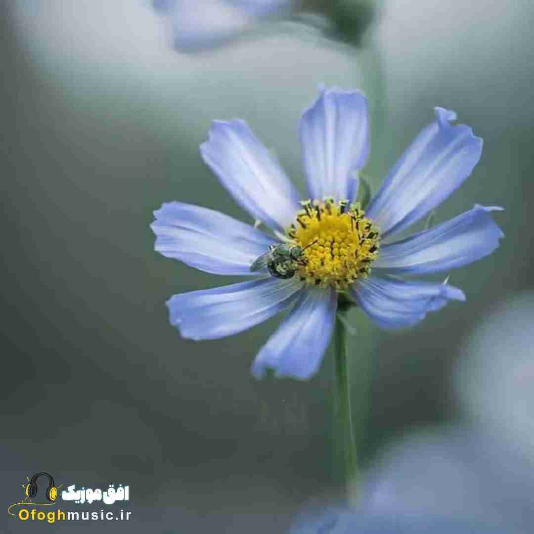  امیری فیک کنسله اصکی از رو درک کنسله