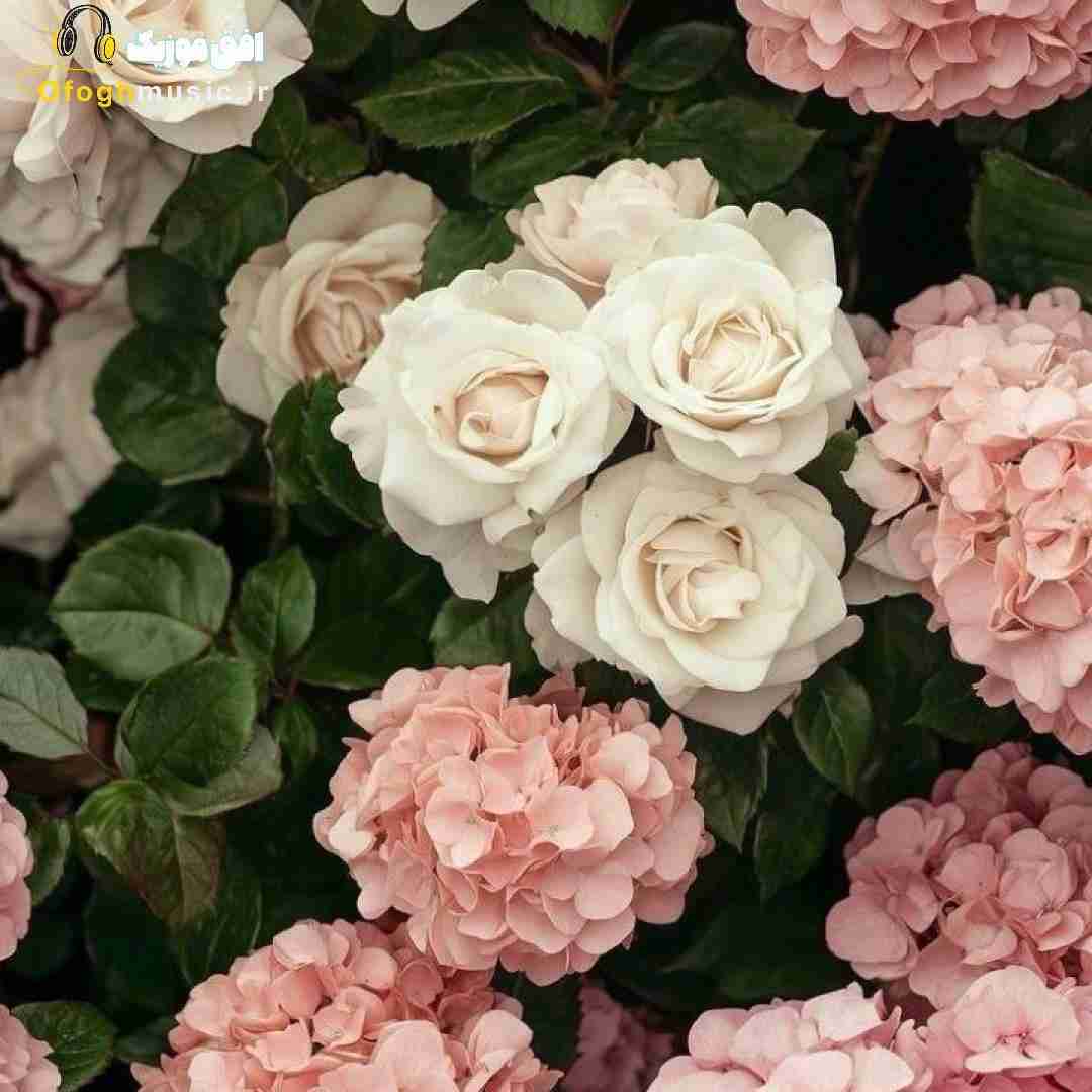  دکترم بهم میگه آخراته معلومه میمیرم بام نباشم