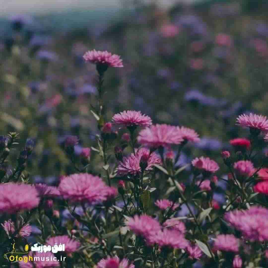  من تنها هدف تو زندگی بردنم بود