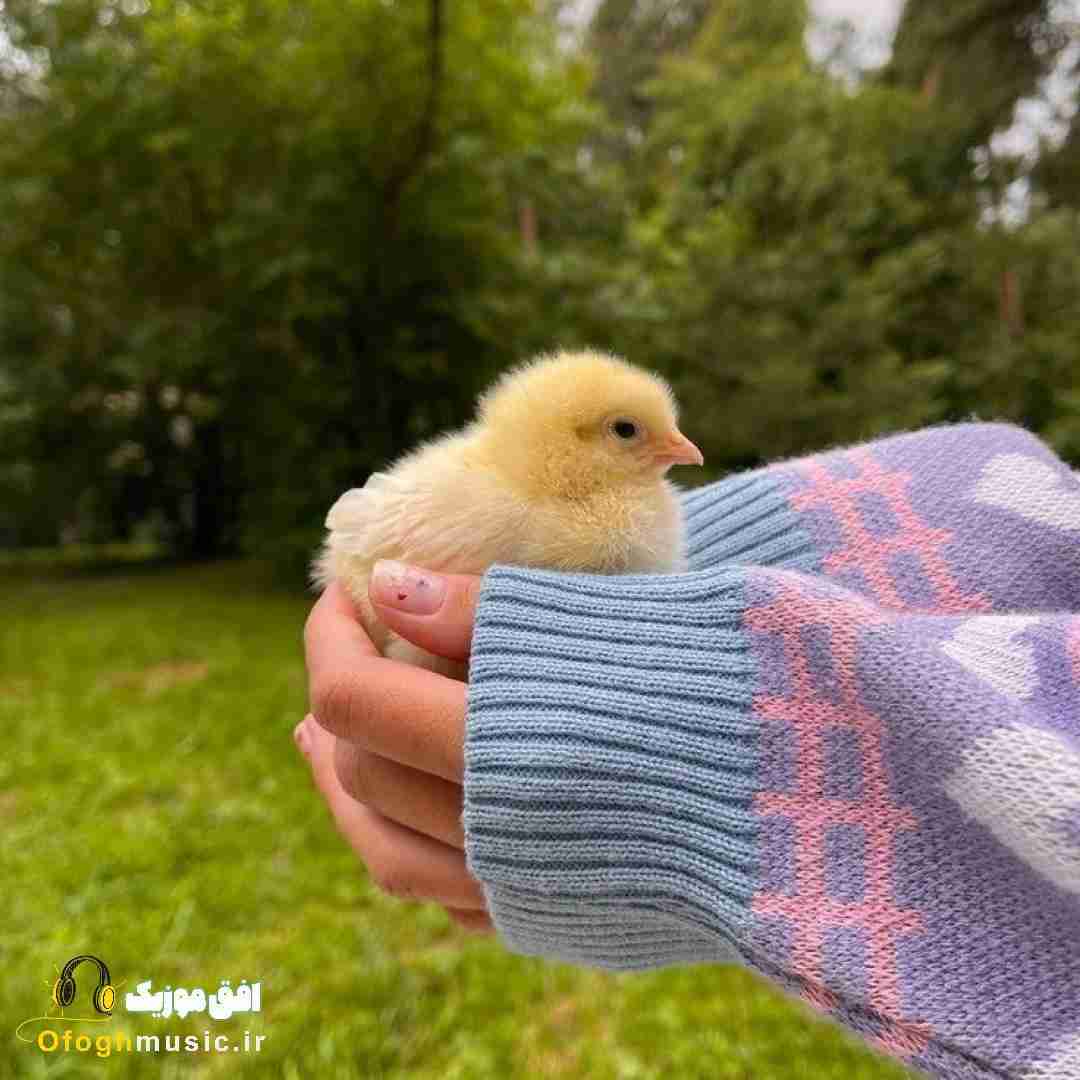 تا بوده این جهان جونی که داده رو گرفته