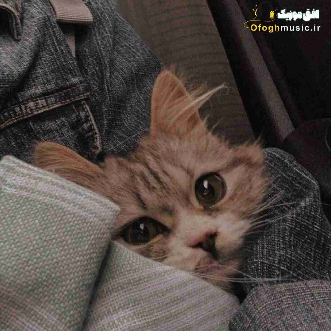 دیگه دستت رو شد پس نگو هیچی میگه عاشقتم
