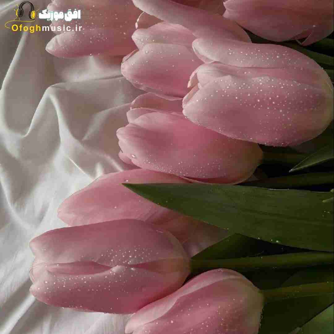 سرت میخوابیدم شبا کم ولی باز واسه چشات هلاکم