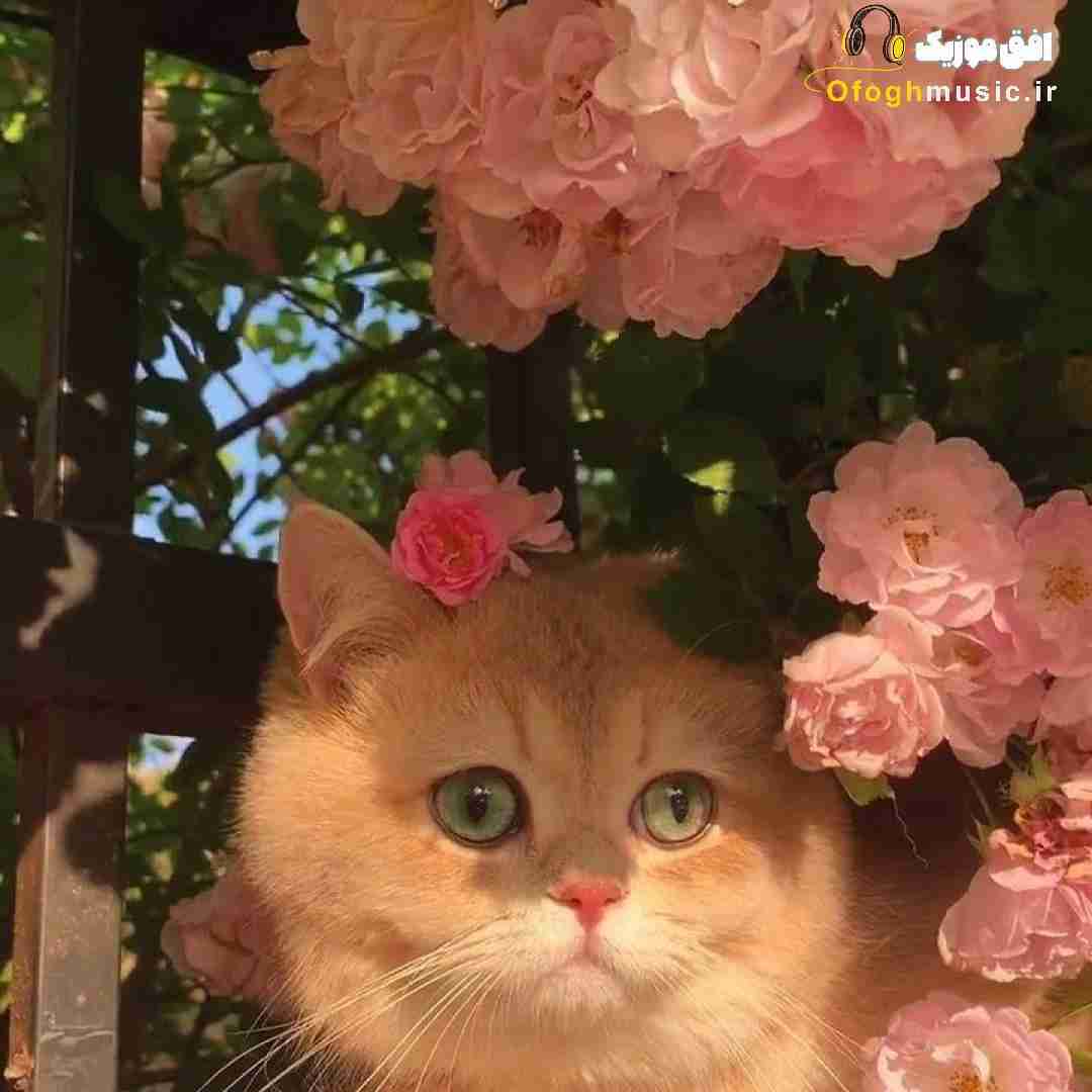 فاطمه مهلبان خداحافظ